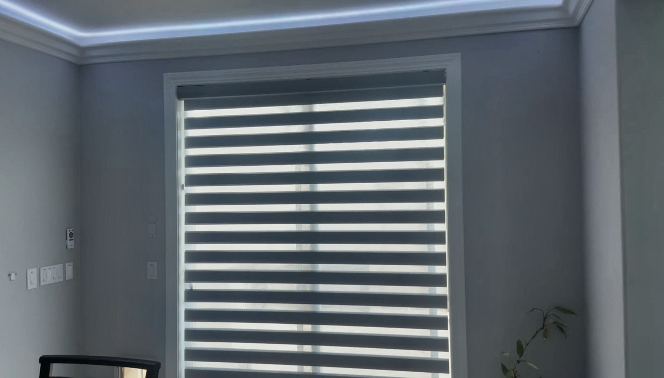 Zebra1